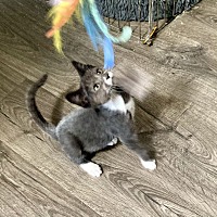 adopt a pet