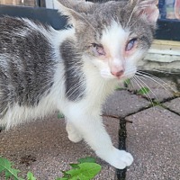 adopt a pet