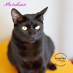 Thumbnail photo of Meridian #1