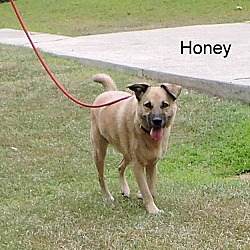 Thumbnail photo of Honey #4