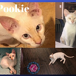 Thumbnail photo of Pookie #1