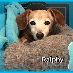 Thumbnail photo of Ralphy #3