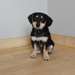 Photo of Buster D14370: No Longer Accepting Applications