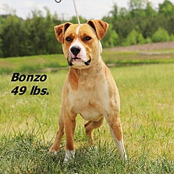 Photo of Bonzo