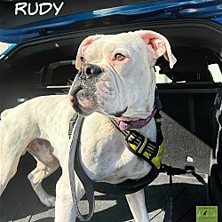 Thumbnail photo of Rudy #2