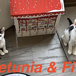 Thumbnail photo of Fifi & Petunia #2