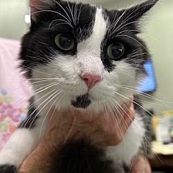 Thumbnail photo of Sylvester #4