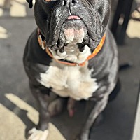 adopt a pet