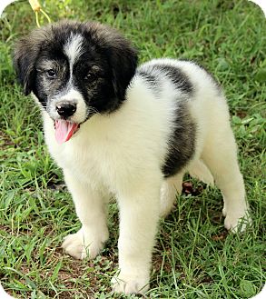 australian shepherd great pyrenees mix puppy