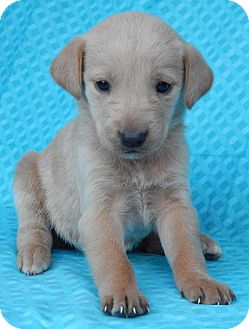 golden retriever puppies nj pennsylvania farm