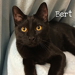 Thumbnail photo of Bert #1