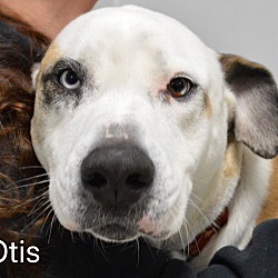 Thumbnail photo of Otis #2