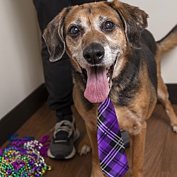 bonded pet photo