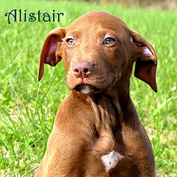 Thumbnail photo of Alistair~adopted! #3