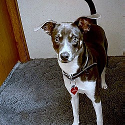 Photo of Blu (AR)
