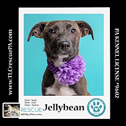 Photo of Jellybean (Spring Flings) 042024