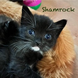 Thumbnail photo of Shamrock #1