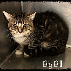 Thumbnail photo of BIG BILL #1