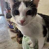 adopt a pet