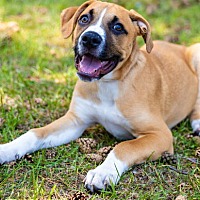 adopt a pet