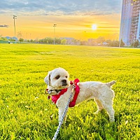 adopt-pet