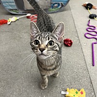 adopt a pet