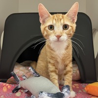 adopt a pet