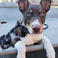 adopt a pet