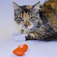adopt a pet