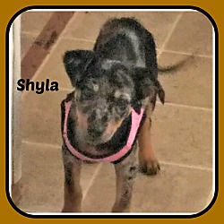 Photo of SHYLA