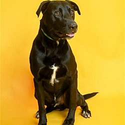 Thumbnail photo of Mister - $75 Adoption Fee!  Diamond Dog! #3