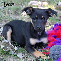 Thumbnail photo of Roxy ~ meet me! #4