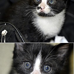 Thumbnail photo of Polydactyl kittens #2
