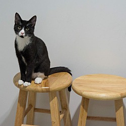 Photo of Tux, loving, great with cats