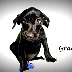 Thumbnail photo of Grace~adopted! #1