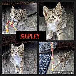 Photo of Shipley