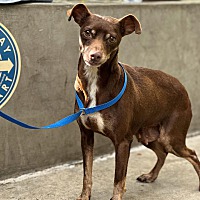 adopt a pet