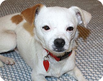 Los Angeles Ca Jack Russell Terrier Meet Ethan A Pet For Adoption