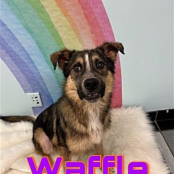 Thumbnail photo of Waffle/survivor #1