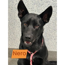 Thumbnail photo of Nero #2