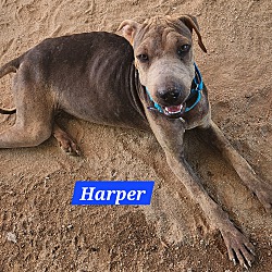 Thumbnail photo of Harper #2