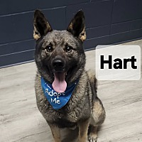 adopt a pet