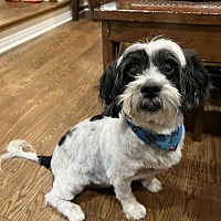 adopt-pet