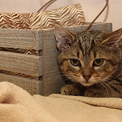 Thumbnail photo of Dawn (Combo Tested & Spayed) #4