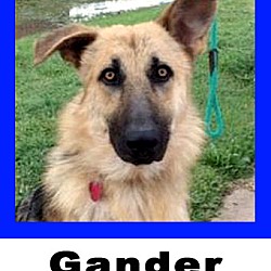 Thumbnail photo of Gander #1