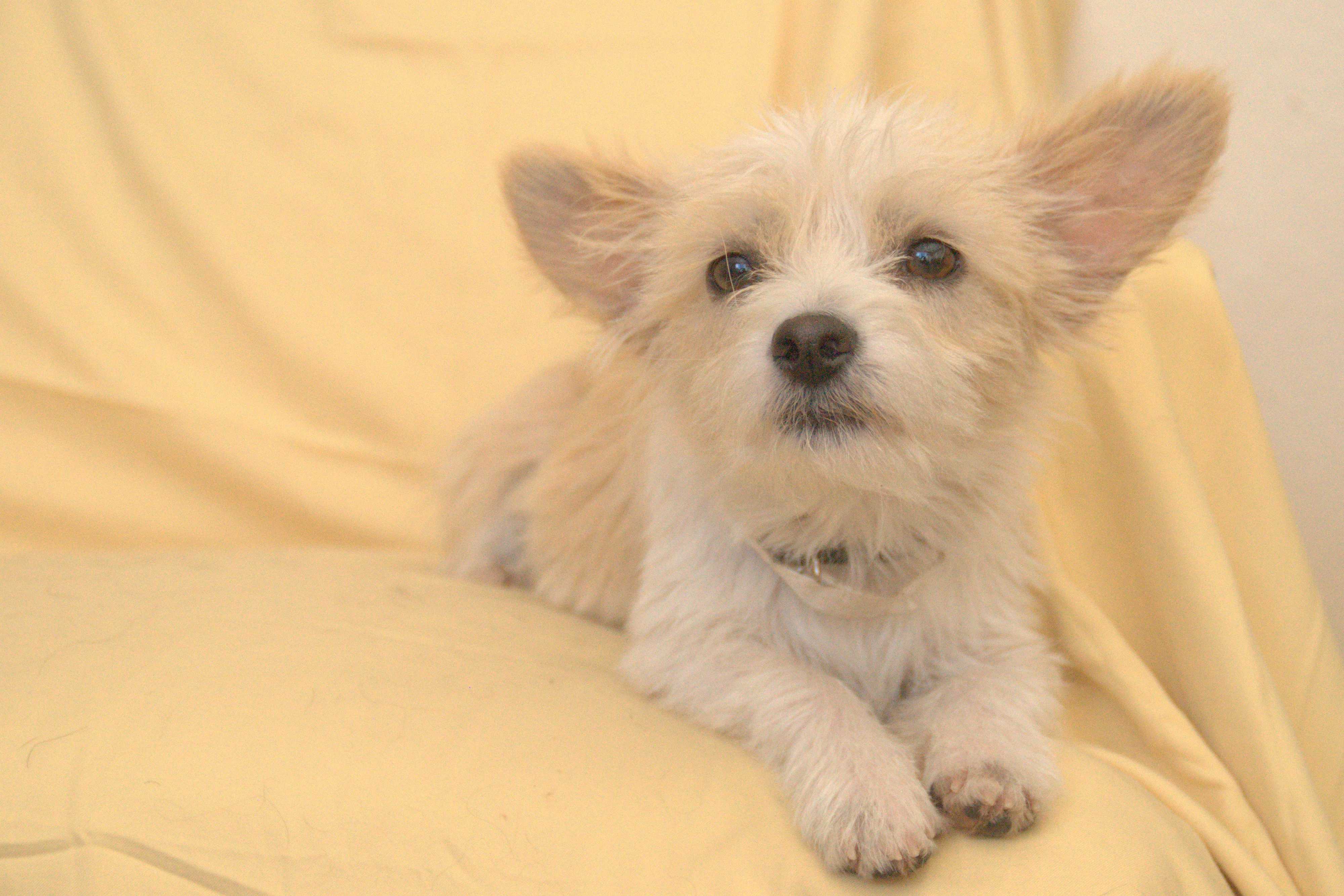 Cairn Terrier And Chihuahua Mix Cute of Animals