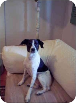 Louisville Ky Rat Terrier Meet Bill Adopted A Pet For Adoption