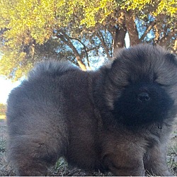 Photo of Chow Chow Puppies