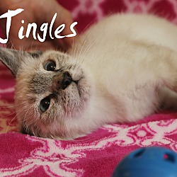 Thumbnail photo of Jingles #2