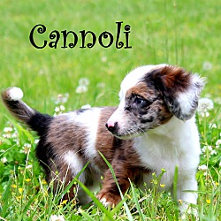 Thumbnail photo of Cannoli~adopted! #2